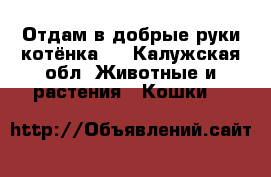 Отдам в добрые руки котёнка.  - Калужская обл. Животные и растения » Кошки   